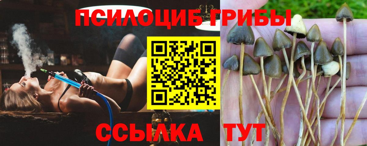 Галлюциногенные грибы Cubensis Скопин